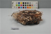 藏品(鳥巢)的圖片